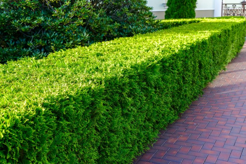 Bush Replacement in Ventura County, CA