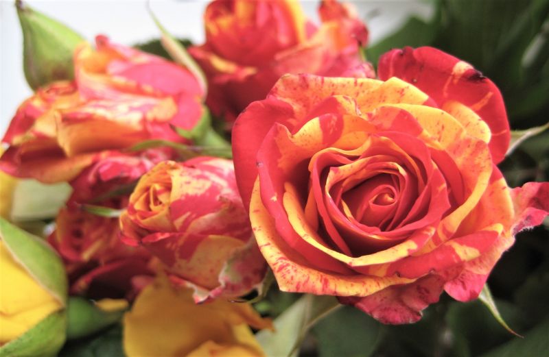 Flower Landscaping in Ventura County, CA