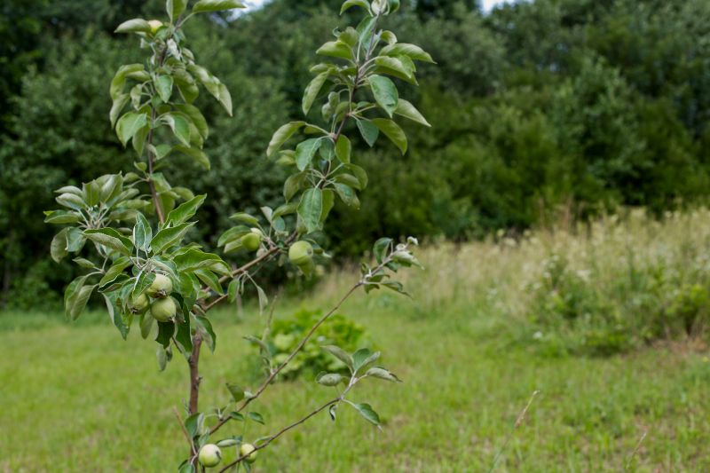 Orchard Planting in Ventura County, CA