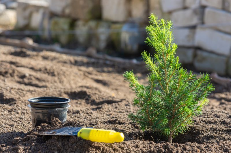 Pine Tree Planting in Honolulu, HI