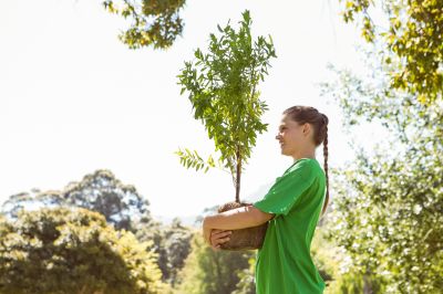 Privacy Trees Planting in Honolulu, HI