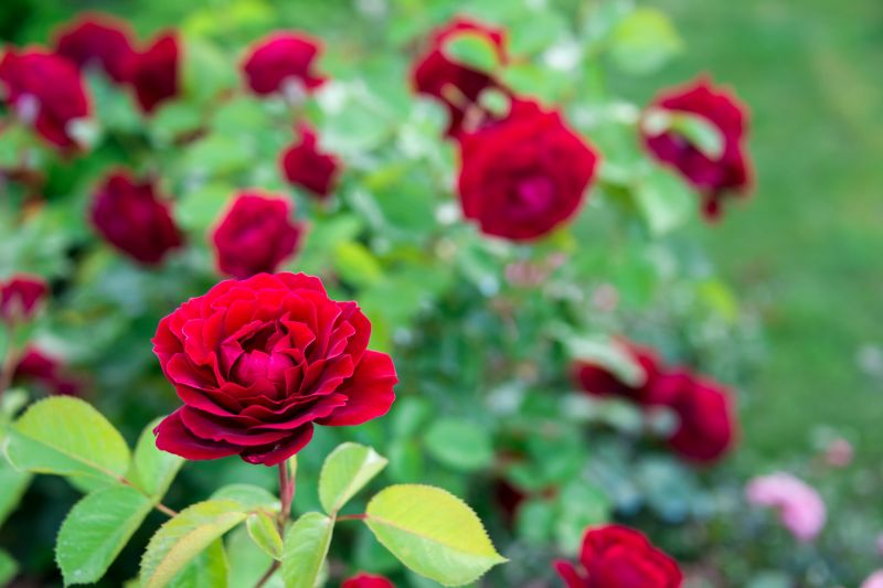 Rose Bush Planting in Ventura County, CA