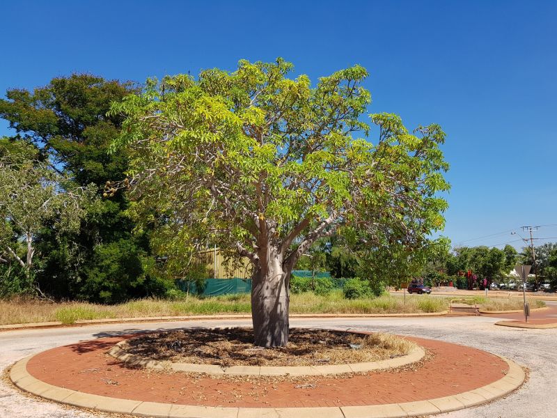 Tree Curbing Installation in Honolulu, HI