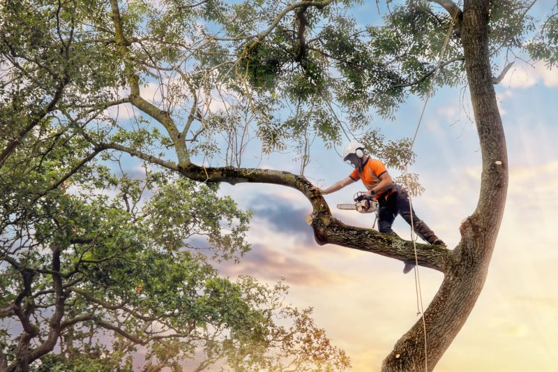 Tree Repair in Reno, NV